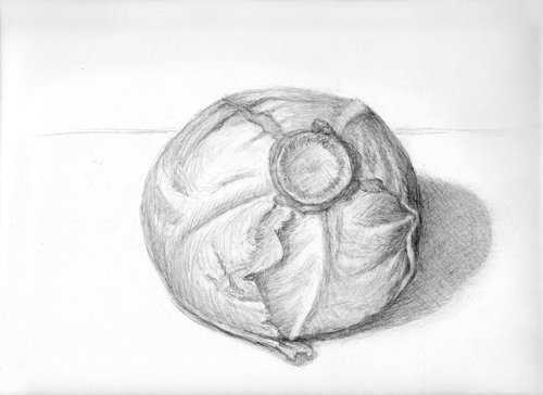 Капуста рисунок карандашом