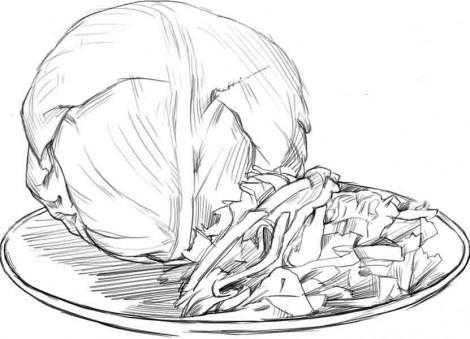 Референс капусты рисунок