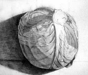 Капуста рисунок карандашом