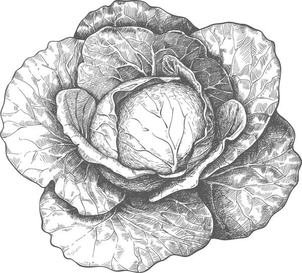 Маковей Елена художник капуста