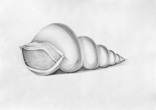 Ракушка карандашом