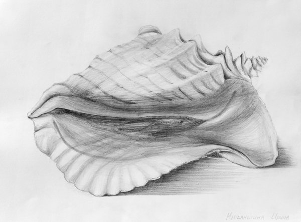Рисование ракушек карандашом