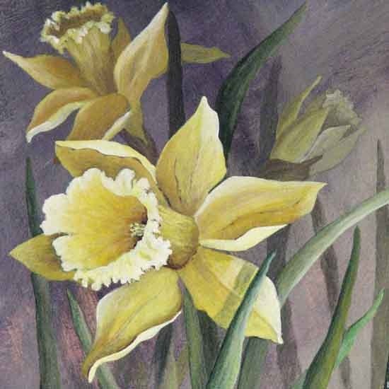 Нарциссы Вермеер