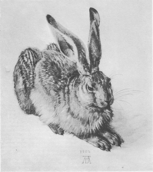 Альбрехт Дюрер заяц