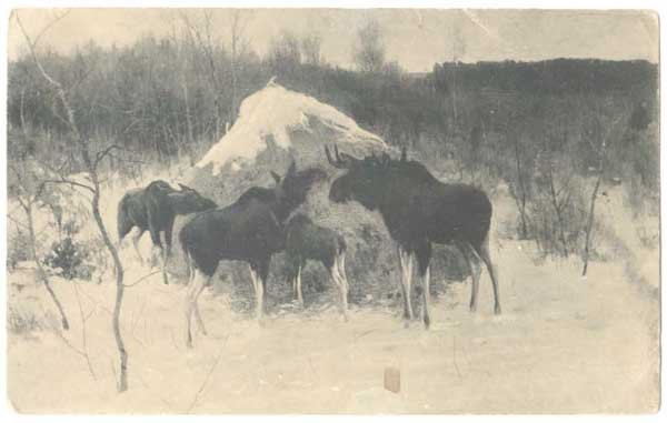 Степанов лоси картина сочинение