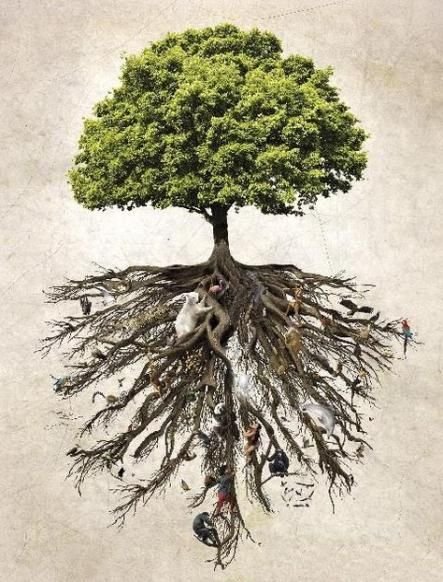 Милорн дерево