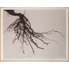 Баньян дерево Sketch