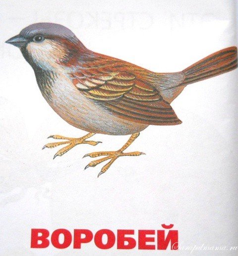 Птица Воробей для детей