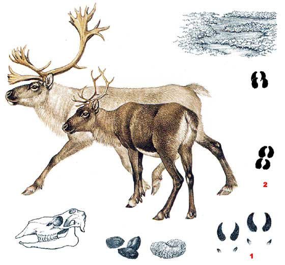 Одомашнивание Северного оленя