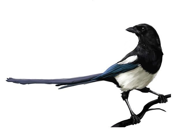 Сорока на белом фоне