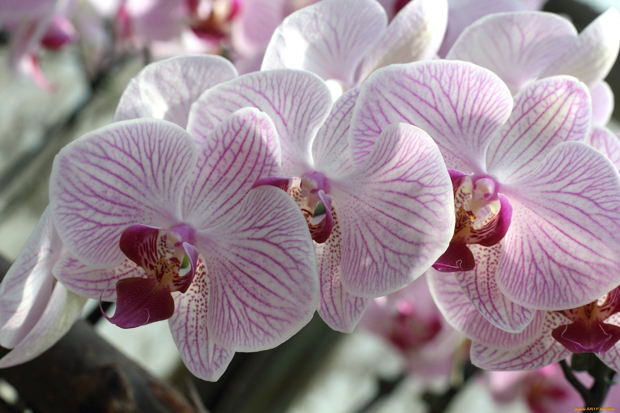 красивые орхидеи фото хорошего качества