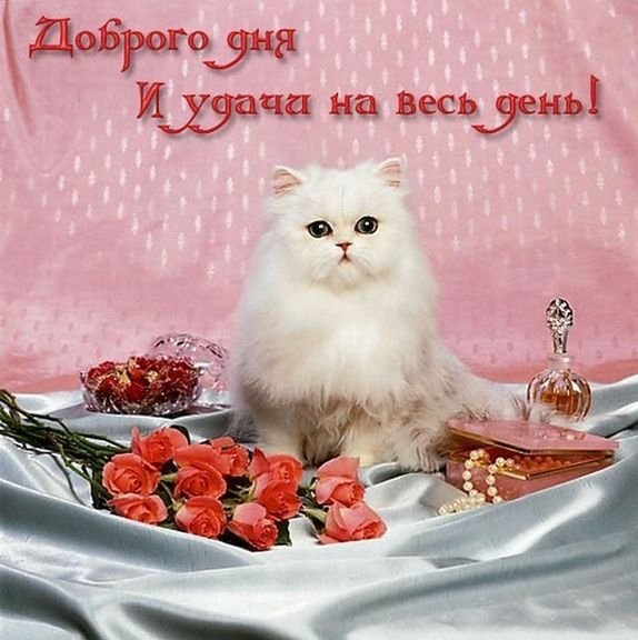 Добрый день картинки