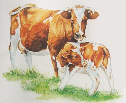 Картина корова с теленком
