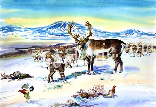 Детям о животных севера