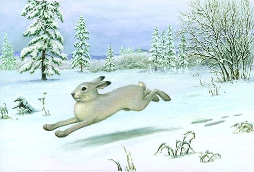 Заяц бежит по снегу