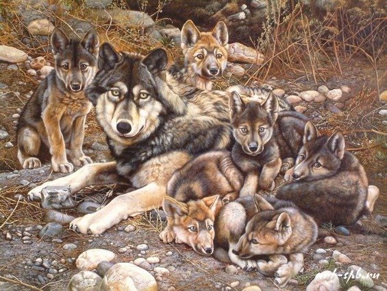 Волчья семья, Логово