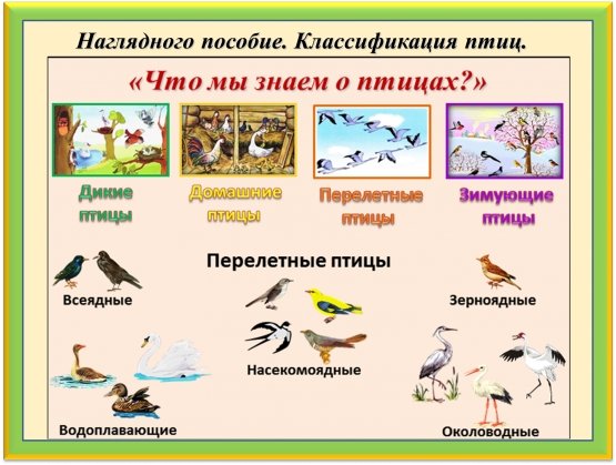 Тема недели перелетные птицы