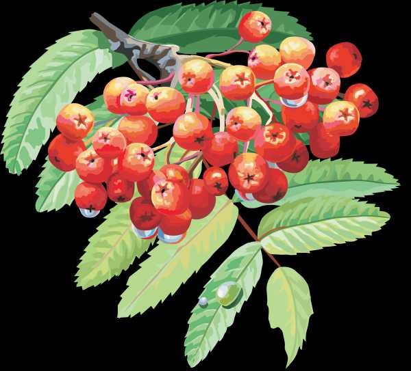 Рябина для детей