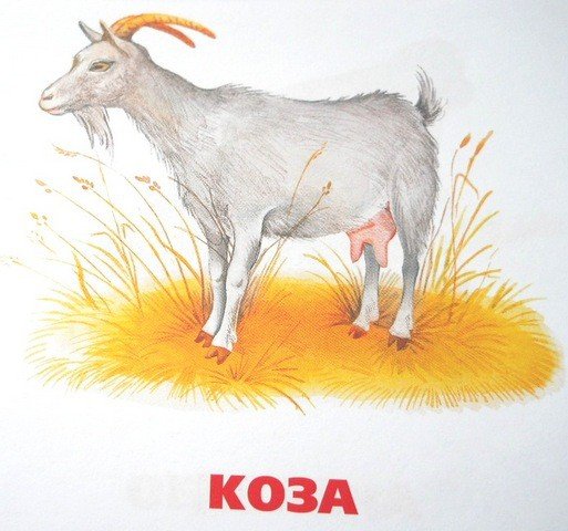 Домашние животные для детей коза