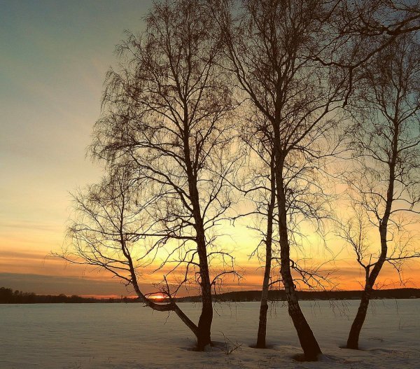 Весеннее дерево