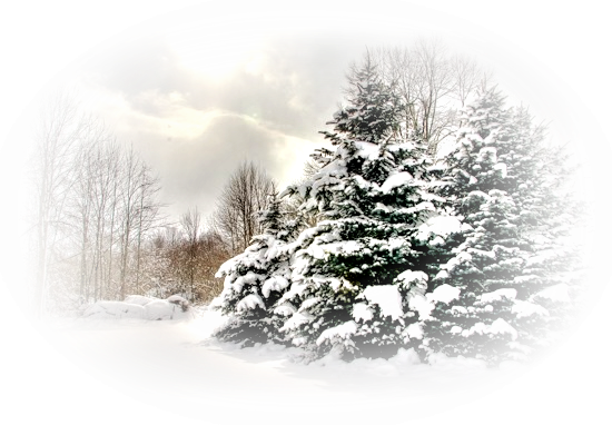 Зимний лес на прозрачном фоне