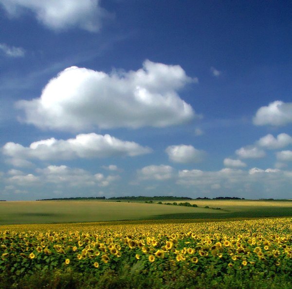 Ковыль Донской край