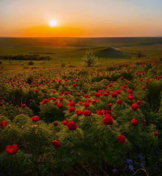 Климат Калмыкии