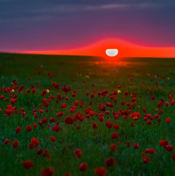 Калмыкия Калмыкия степные тюльпаны