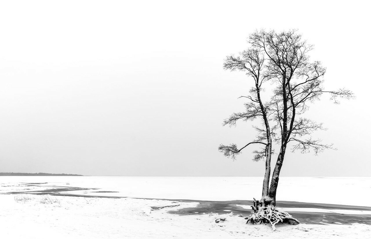 Деревья зимой чб