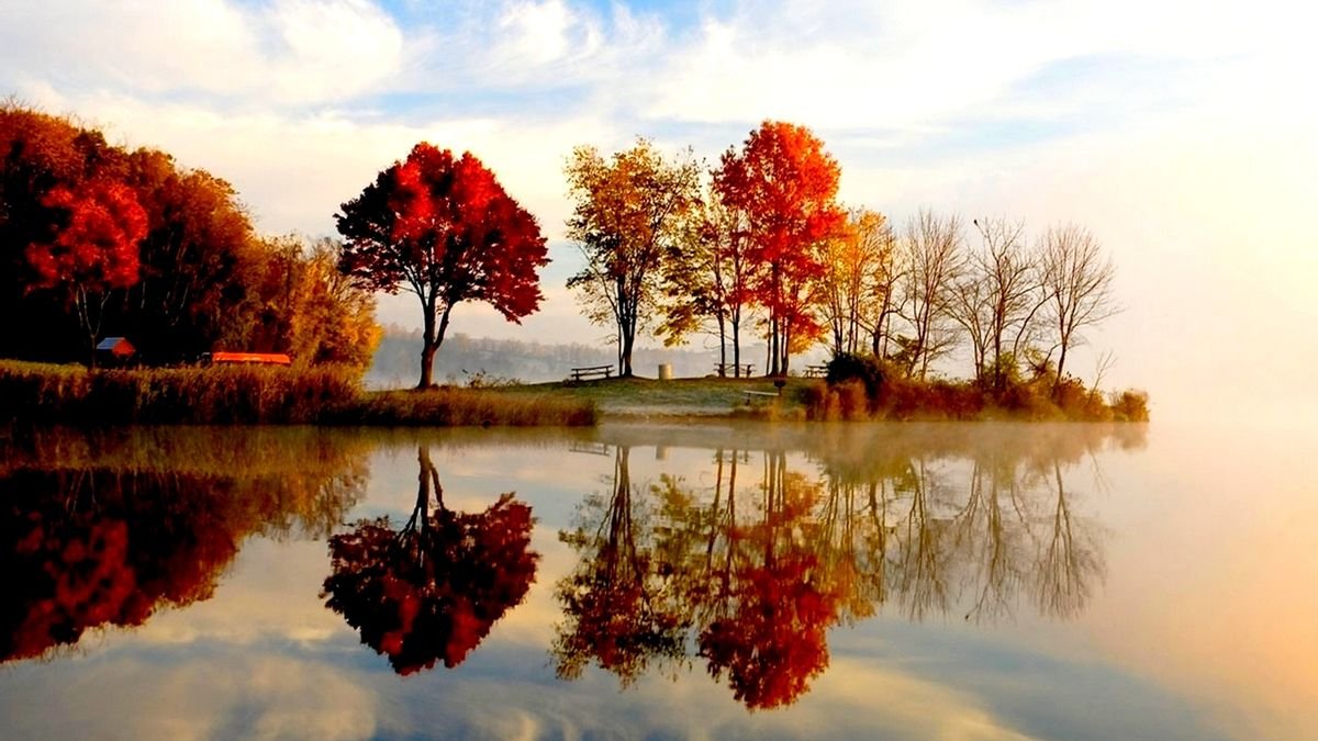 Отражение деревьев в воде