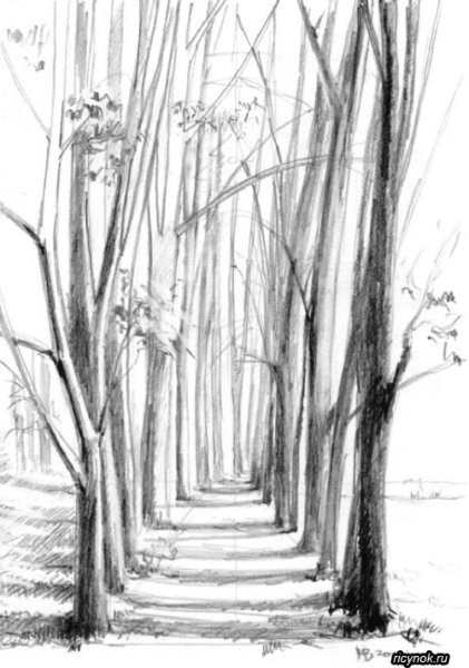 Зарисовки деревьев карандаш парк
