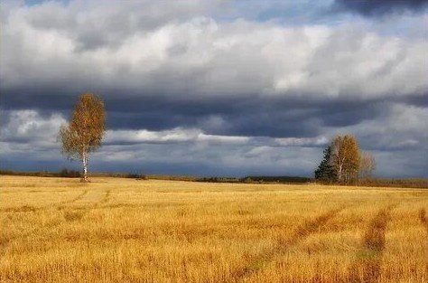 Осень поле дерево