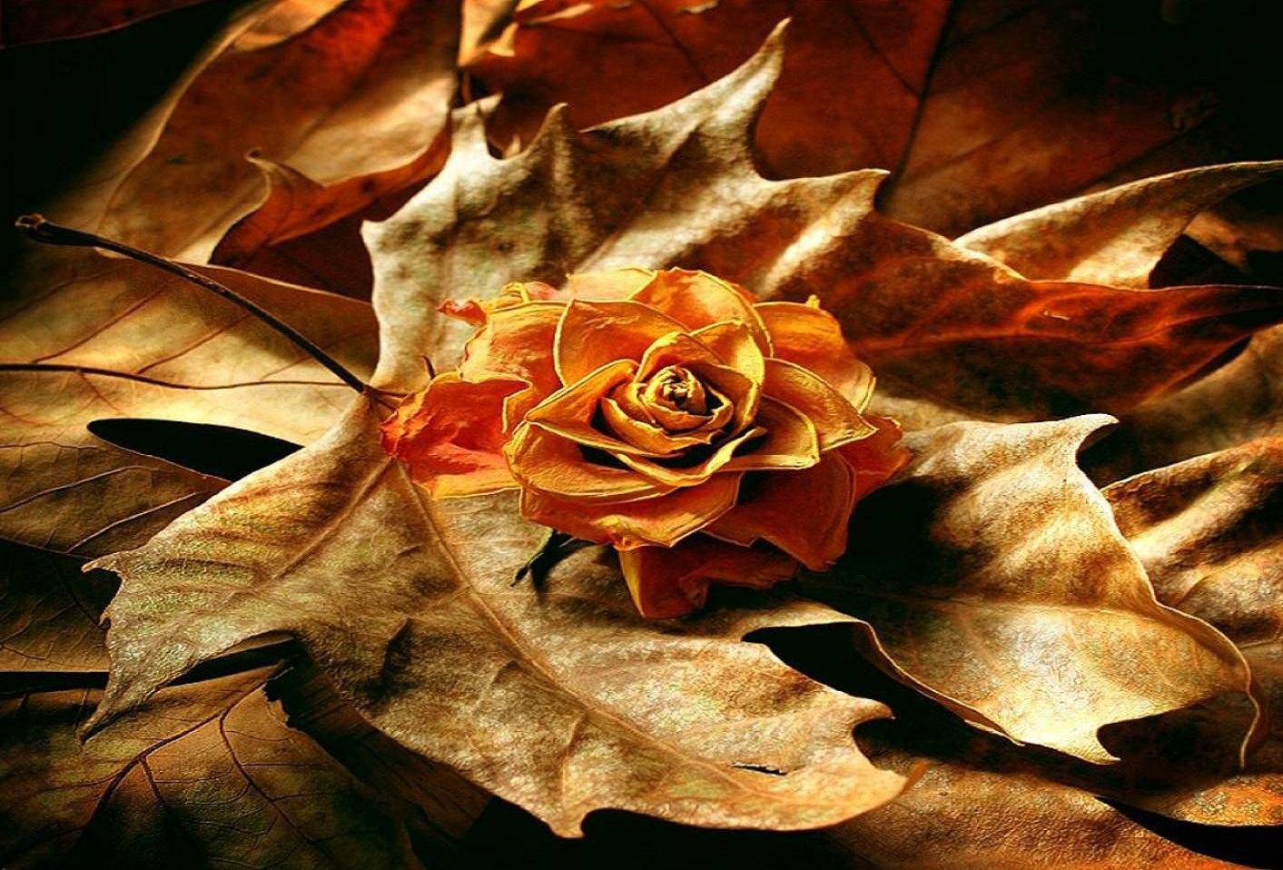Обложка на аватарку цветы осень