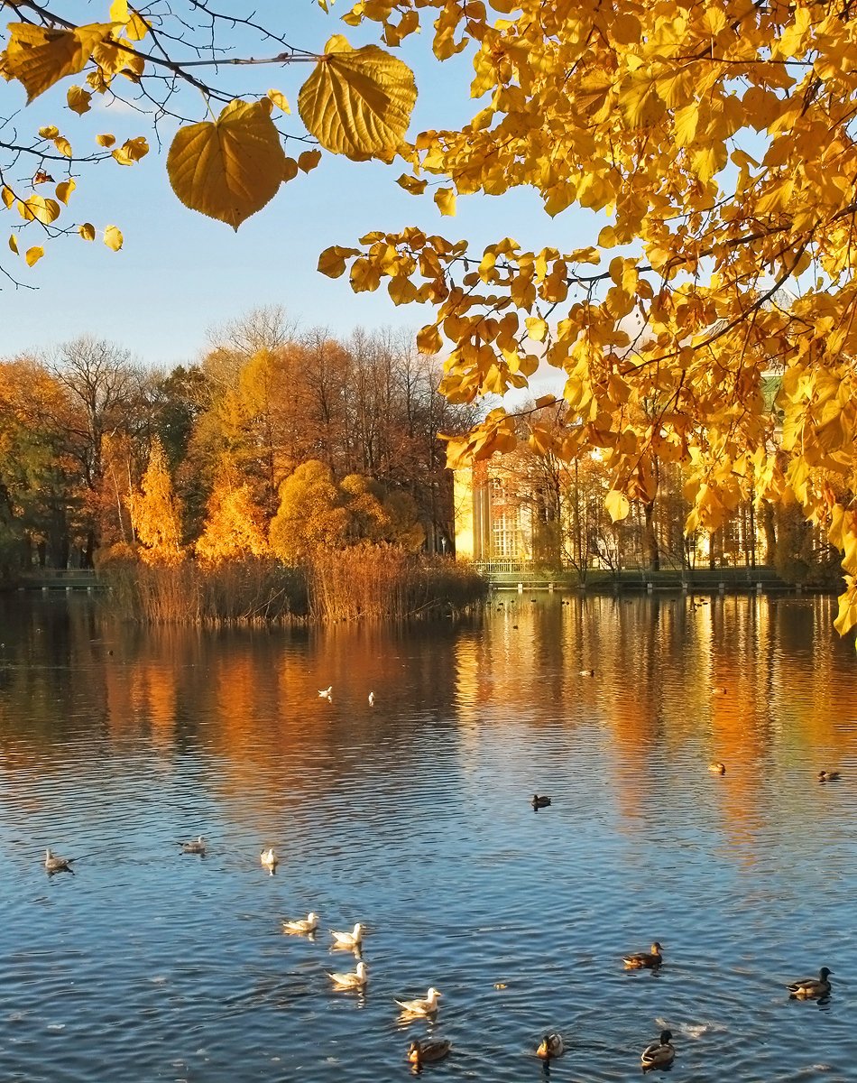 Золотая осень Нарышкинский пруд