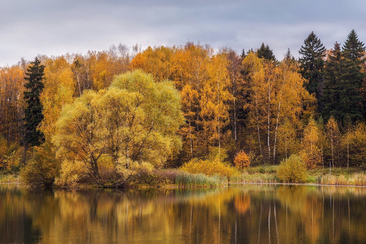 Какая природа в московской области. Золотая осень Истра. Осень в Абрамцево. Абрамцево природа. Природа осенью.