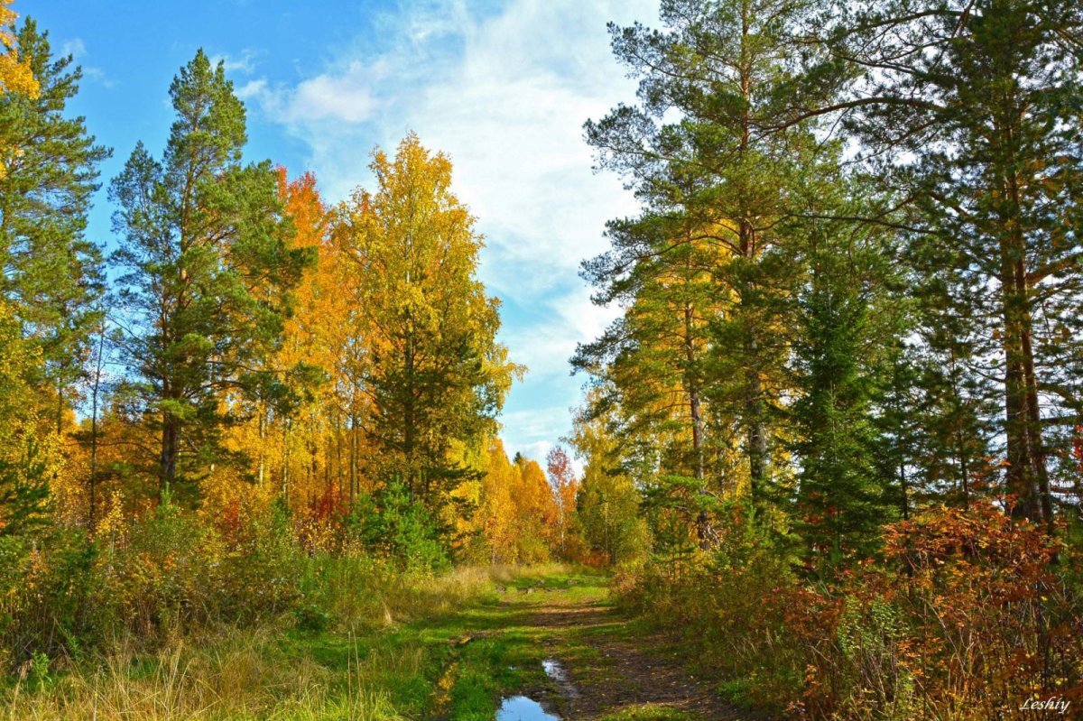Природа Урала лес