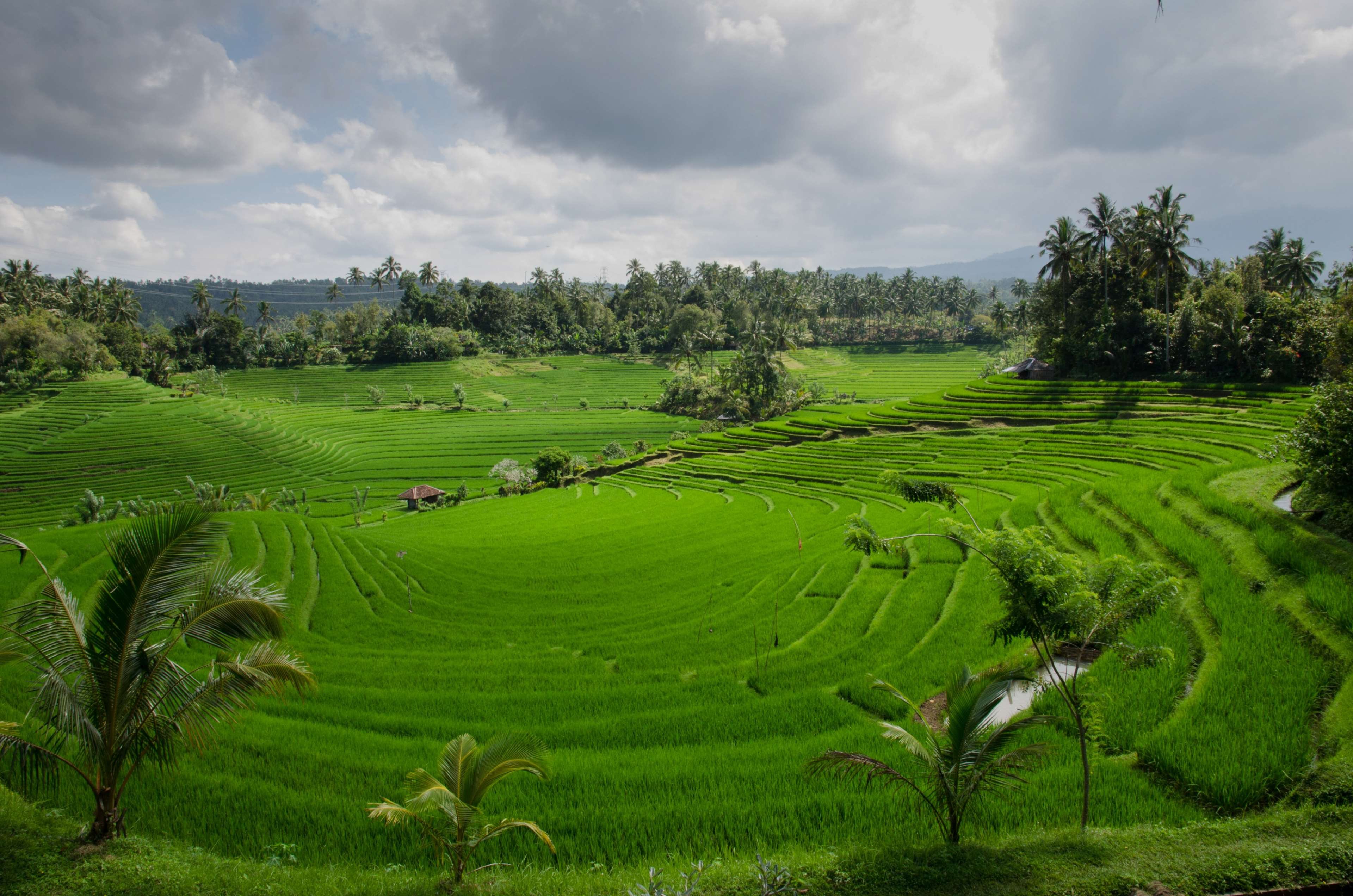 Бали рисовые поля