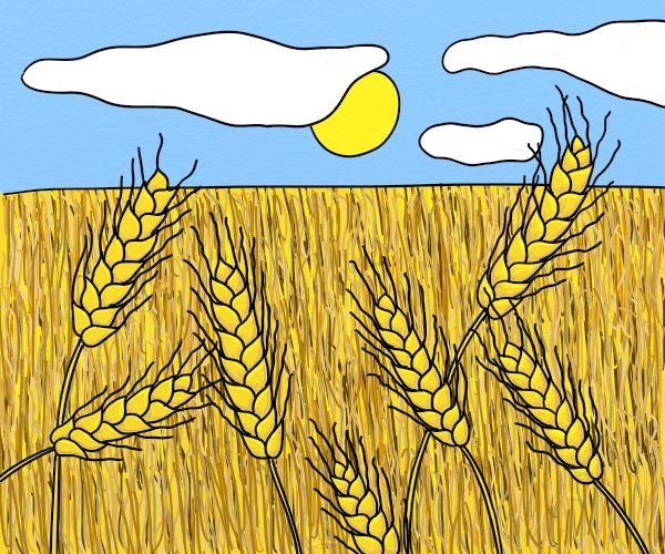 Пшеница рисование
