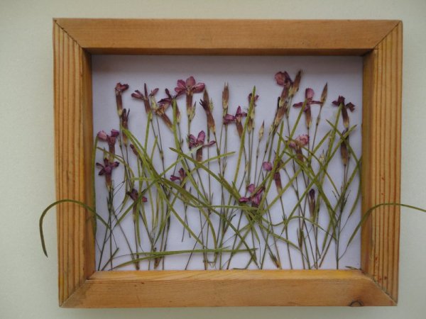 Гербариум из сухоцветов