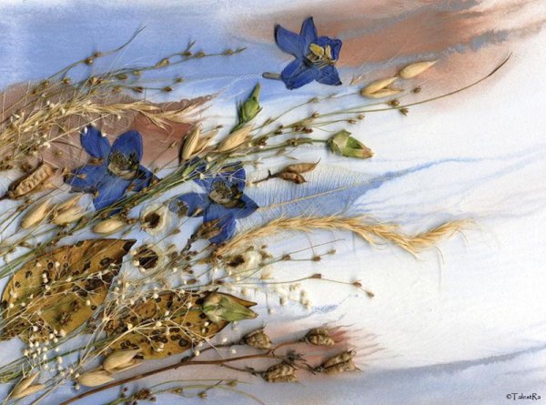 Ошибана Бриджит Коллинс