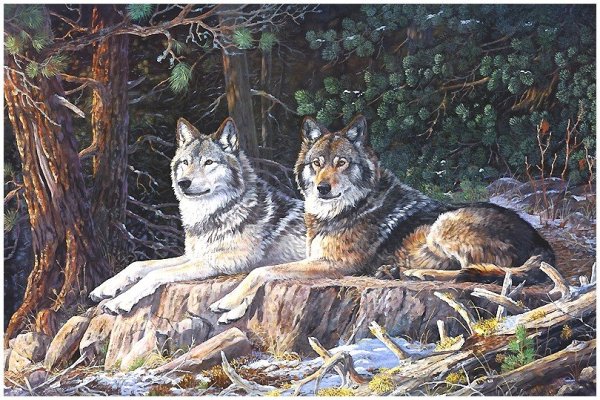 Художник-анималист Терри Даути (Terry Doughty).