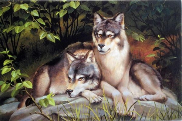 Картина волк и волчица
