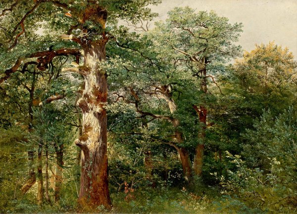 Шишкин Иван Иванович дубовая роща