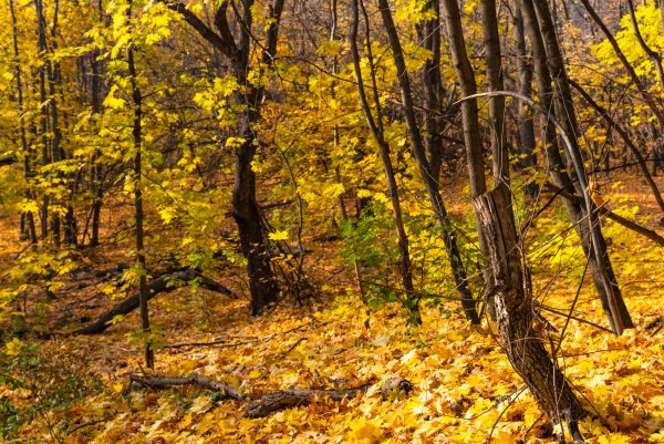 Илья Семёнович Остроухов Золотая осень