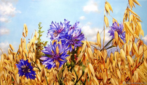 Василек Крылов