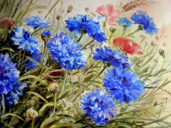 Василек маслом