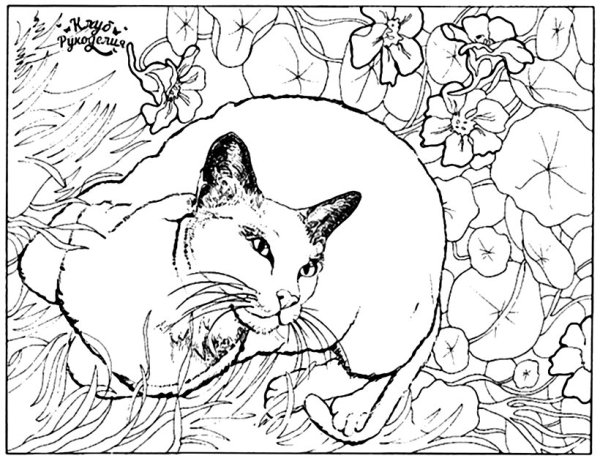 Кошки. Раскраска