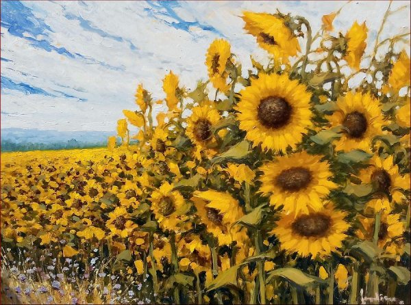 Поле подсолнухов Константин Коровин