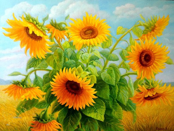 Рисунки подсолнухов