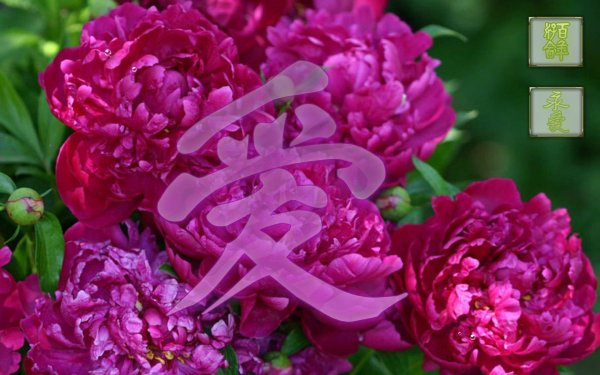 Пионы в стеклянной вазе